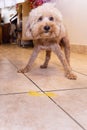 Toy poodle dog vomits yellow substance suspected to be bile Royalty Free Stock Photo