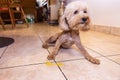 Toy poodle dog vomits yellow substance suspected to be bile Royalty Free Stock Photo