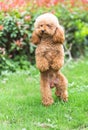 Toy Poodle On Grassy Field Royalty Free Stock Photo