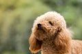 Toy Poodle On Grassy Field Royalty Free Stock Photo