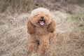 Toy Poodle On Grassy Field Royalty Free Stock Photo