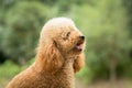 Toy Poodle On Grassy Field Royalty Free Stock Photo