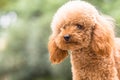 Toy Poodle On Grassy Field Royalty Free Stock Photo