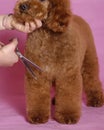 Toy Poodle grooming Royalty Free Stock Photo