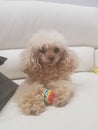 Toy poodle Peppy