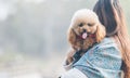 Toy Poodle playing with its female master in a park Royalty Free Stock Photo