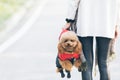 Toy Poodle playing with its female master in a park Royalty Free Stock Photo