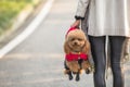 Toy Poodle playing with its female master in a park Royalty Free Stock Photo