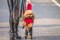 Toy Poodle playing with its female master in a park Royalty Free Stock Photo