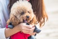 Toy Poodle playing with its female master in a park Royalty Free Stock Photo