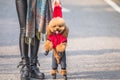 Toy Poodle playing with its female master in a park Royalty Free Stock Photo