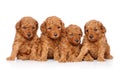 Toy poodle puppies on a white background