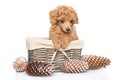 Toy Poodle puppy in basket Royalty Free Stock Photo