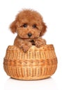 Toy Poodle puppy in basket on white background Royalty Free Stock Photo