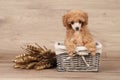 Toy poodle puppy in basket Royalty Free Stock Photo