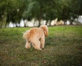 Toy poodle puppy with a light color poops while walking on the lawn Royalty Free Stock Photo