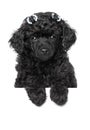 Toy Poodle Puppy portrait Royalty Free Stock Photo