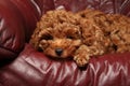 Toy Poodle puppy resting on a luxurious leather sofa