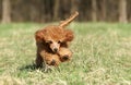 Toy poodle puppy running