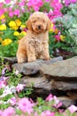 Toy Poodle puppy sitting in flowerbed