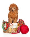 Toy Poodle puppy in a wicker basket Royalty Free Stock Photo