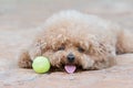 Toy Poodle resting on concrete floor at the park with tennis ball