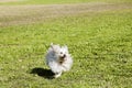 Toy Poodle Running in the Park Royalty Free Stock Photo