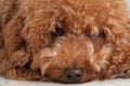 Toy Poodle with a sad expression. Royalty Free Stock Photo