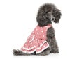 Toy poodle sitting in fashionable dog clothes Royalty Free Stock Photo