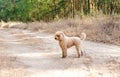 Toy poodle standing on the road in a woods Royalty Free Stock Photo