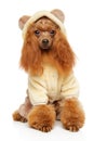 Toy Poodle in warm fashionable clothes Royalty Free Stock Photo