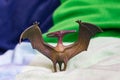 Toy pteranodon