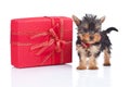 Toy puppy standing near a big present Royalty Free Stock Photo