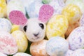 toy rabbit with multi-colored Easter eggs. Easter holiday Royalty Free Stock Photo