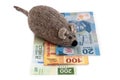 Toy rat on top of mexican currency bills Royalty Free Stock Photo