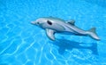 Toy rubber dolphin