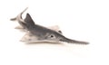 Saw shark model on white background