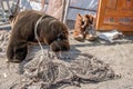 The toy seal is entangled in the net and lies on the ground Royalty Free Stock Photo