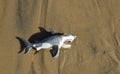 Toy shark on on beach sand at Crystal Cove State Park, in Southern California. Royalty Free Stock Photo