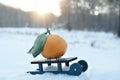 toy sleigh carrying a gift tangerine mandarine in the winter