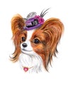 Toy Spaniel Papillon, watercolor drawing.
