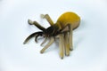 toy spider yellow on white background