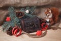 Toy squirrel and chest under the Christmas tree Royalty Free Stock Photo