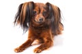 Toy terrier. Royalty Free Stock Photo