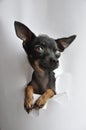 Toy Terrier Royalty Free Stock Photo