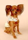 Toy terrier Royalty Free Stock Photo