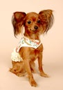 Toy terrier