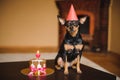 Toy terrier in birthday hat with dog cake Royalty Free Stock Photo