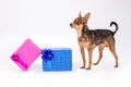 Toy-terrier and Christmas gift boxes.