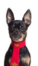 Toy terrier dog Royalty Free Stock Photo